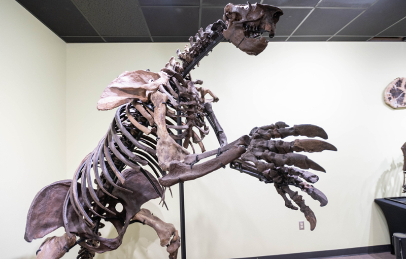 Sid the Giant Ground Sloth